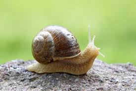 Snail